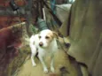 bilinho