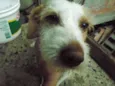 bilinho
