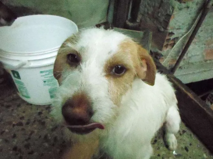 Cachorro ra a vira lata idade  nome bilinho