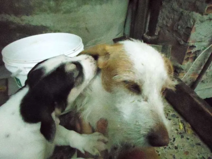 Cachorro ra a vira lata idade  nome bilinho