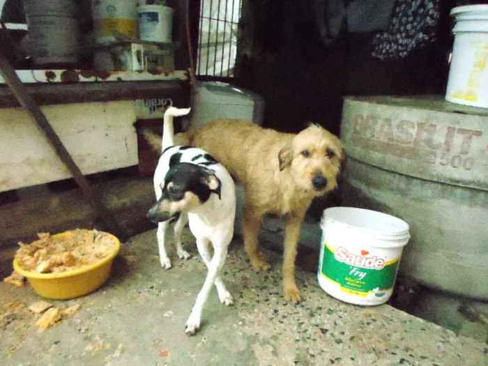 Cachorro ra a vira lata  idade 1 ano nome baybe