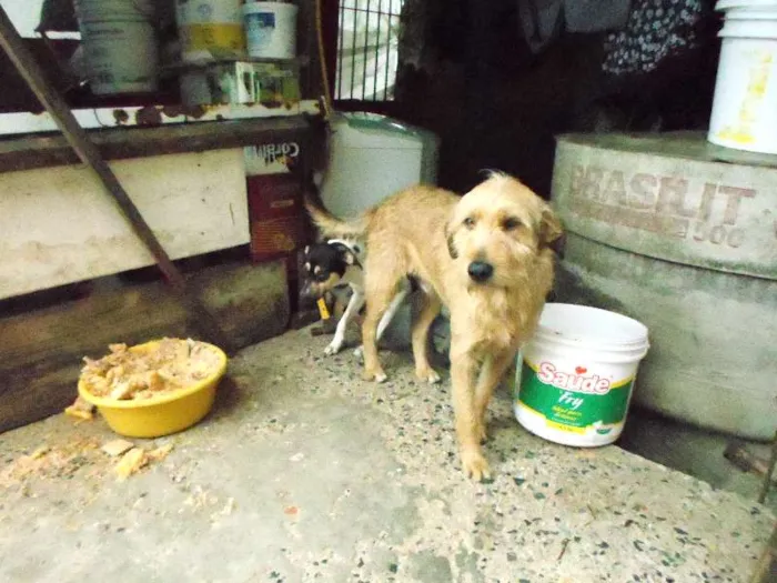 Cachorro ra a vira lata  idade 1 ano nome baybe