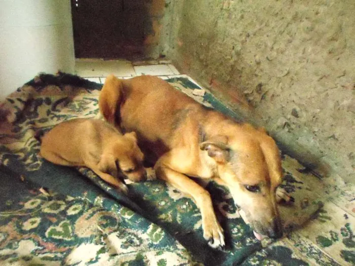 Cachorro ra a vira lata idade 3 anos nome giam