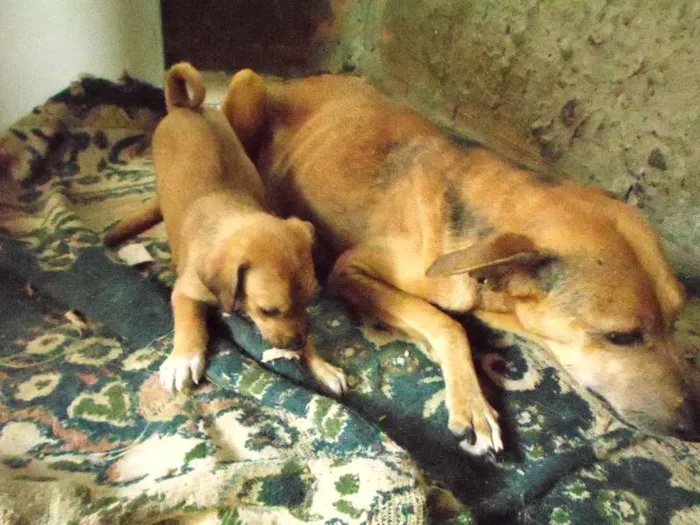 Cachorro ra a vira lata idade 3 anos nome giam