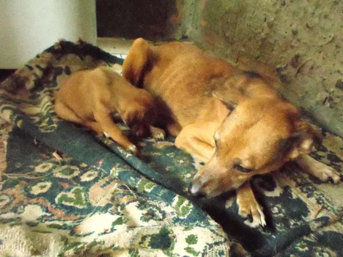 Cachorro ra a vira lata idade 3 anos nome giam