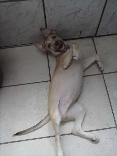 Cachorro ra a Não definida idade 7 a 11 meses nome Xereta