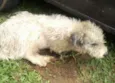 Bafinho