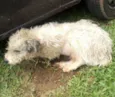 Bafinho