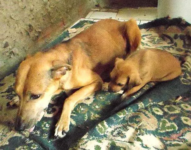Cachorro ra a vira lata idade 3 anos nome giam