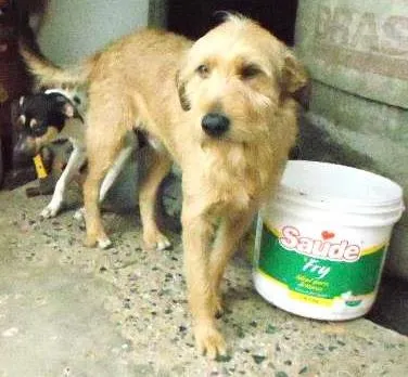 Cachorro ra a vira lata  idade 1 ano nome baybe