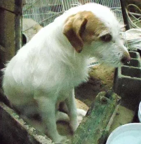 Cachorro ra a vira lata idade  nome bilinho