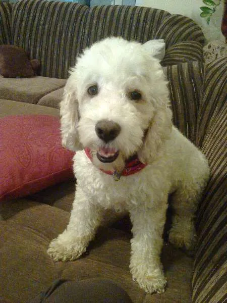 Cachorro ra a Poodle idade 3 anos nome Sem nome 