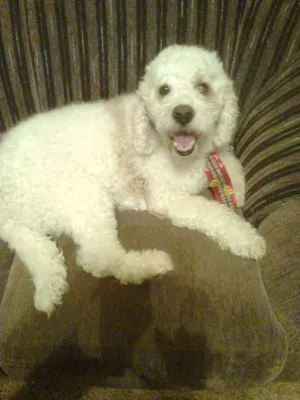 Cachorro raça Poodle idade 3 anos nome Sem nome 