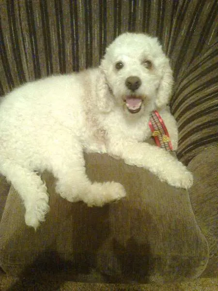Cachorro ra a Poodle idade 3 anos nome Sem nome 