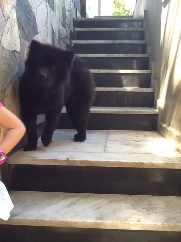 Cachorro ra a Chow Chow idade 2 anos nome Xuxa GRATIFICA