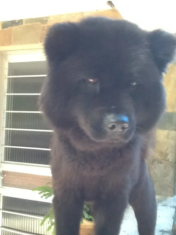 Cachorro ra a Chow Chow idade 4 anos nome Rita GRATIFICA