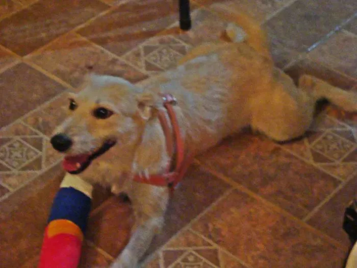 Cachorro ra a SRD idade 3 anos nome Barba