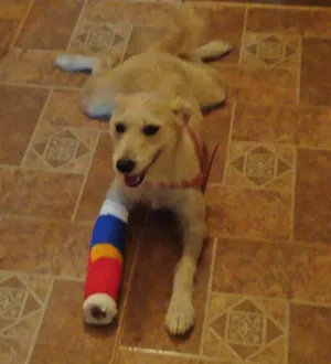 Cachorro raça SRD idade 3 anos nome Barba