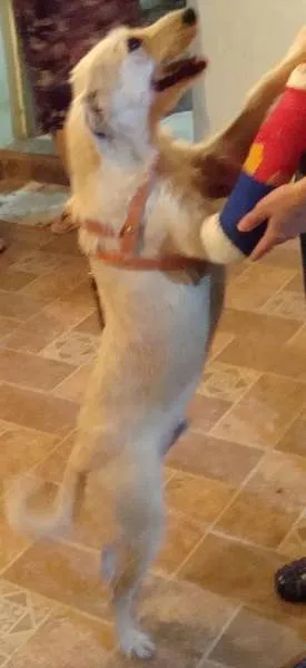 Cachorro ra a SRD idade 3 anos nome Barba