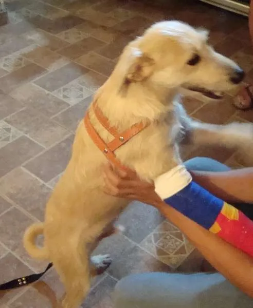 Cachorro ra a SRD idade 3 anos nome Barba