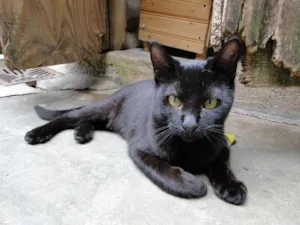 Gato raça SRD idade 2 a 6 meses nome Luizinho