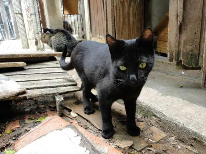 Gato ra a SRD idade 2 a 6 meses nome Luizinho