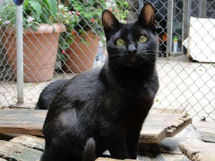 Gato ra a SRD idade 2 a 6 meses nome Luizinho