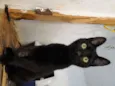 Luizinho