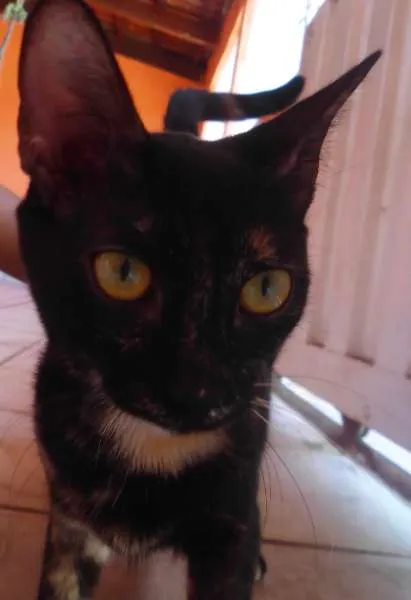Gato ra a SRD idade 7 a 11 meses nome Cuíca