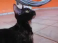 Cuíca