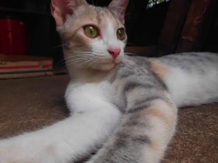 Gato ra a srd idade 2 a 6 meses nome Ijexá