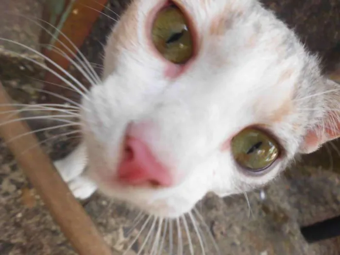 Gato ra a srd idade 2 a 6 meses nome Ijexá