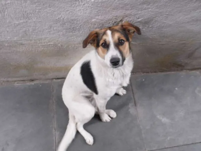 Cachorro ra a SRD - Sem Raça Definida idade 7 a 11 meses nome Jade