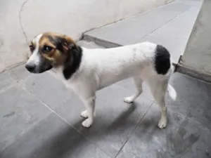 Cachorro raça SRD - Sem Raça Definida idade 7 a 11 meses nome Jade