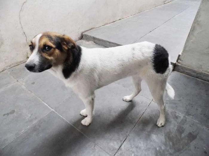 Cachorro ra a SRD - Sem Raça Definida idade 7 a 11 meses nome Jade
