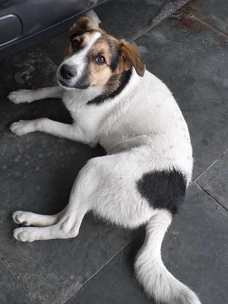 Cachorro ra a SRD - Sem Raça Definida idade 7 a 11 meses nome Jade