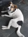Jade