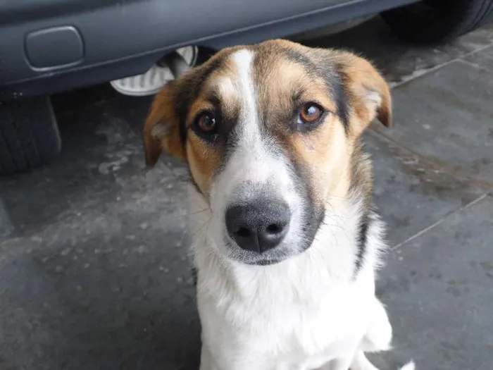 Cachorro ra a SRD - Sem Raça Definida idade 7 a 11 meses nome Jade