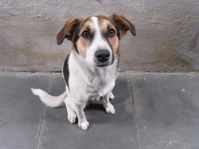 Cachorro ra a SRD - Sem Raça Definida idade 7 a 11 meses nome Jade