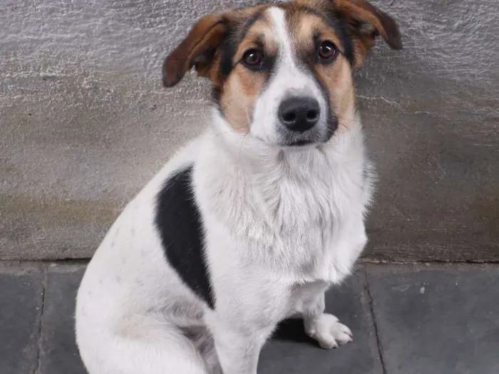 Cachorro ra a SRD - Sem Raça Definida idade 7 a 11 meses nome Jade