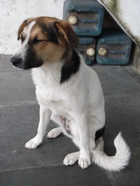 Cachorro ra a SRD - Sem Raça Definida idade 7 a 11 meses nome Jade