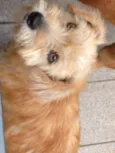 lila
