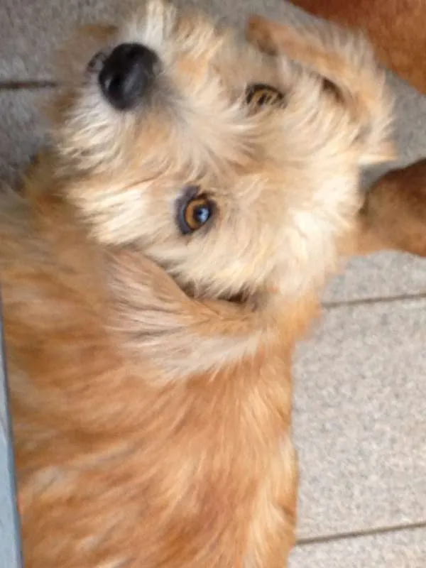 Cachorro ra a SRD idade 1 ano nome lila