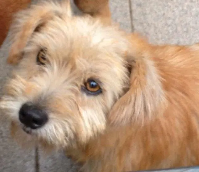 Cachorro ra a SRD idade 1 ano nome lila