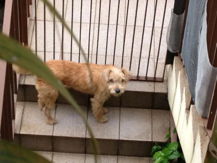 Cachorro ra a SRD idade 1 ano nome lila
