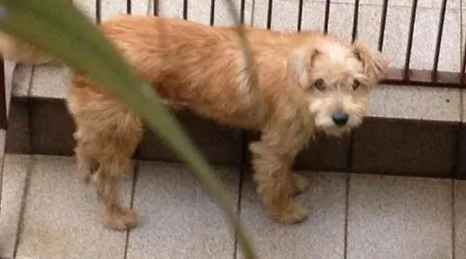 Cachorro ra a SRD idade 1 ano nome lila