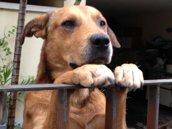 Cachorro ra a SRD idade 2 anos nome gandhi