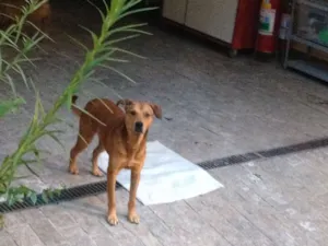 Cachorro raça SRD idade 2 anos nome gandhi