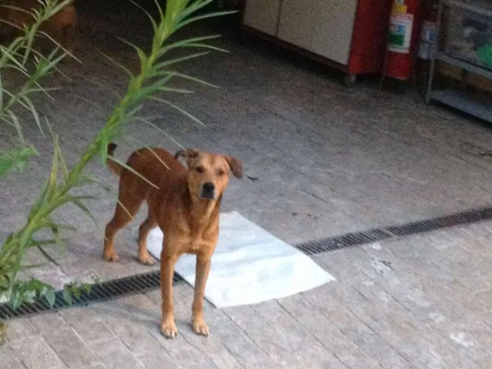 Cachorro ra a SRD idade 2 anos nome gandhi
