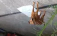 gandhi